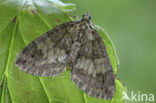 Groenbandspanner (Hydriomena impluviata)