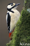 Grote Bonte Specht (Dendrocopos major)