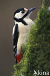 Grote Bonte Specht (Dendrocopos major)