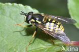 Grote fopwesp (Chrysotoxum cautum)