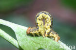 Grote wintervlinder (Erannis defoliaria)