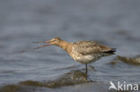 Grutto (Limosa limosa) 