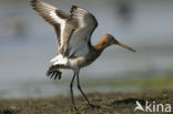 Grutto (Limosa limosa) 