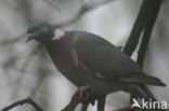 Houtduif (Columba palumbus)