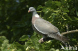 Houtduif (Columba palumbus)