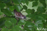 Huismus (Passer domesticus) 