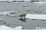 IJsbeer (Ursus maritimus) 