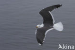 Kleine Mantelmeeuw (Larus fuscus)