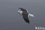 Kleine Mantelmeeuw (Larus fuscus)