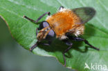 Kleine woudzwever (Criorhina berberina)