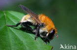 Kleine woudzwever (Criorhina berberina)