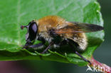 Kleine woudzwever (Criorhina berberina)