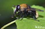 Kleine woudzwever (Criorhina berberina)