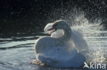 Knobbelzwaan (Cygnus olor)