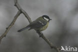 Koolmees (Parus major)