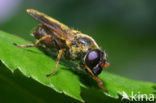 Kruiskruidgitje (Cheilosia bergenstammi)