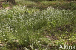 Lepelblad (Cochlearia)