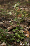 Lepelblad (Cochlearia)