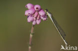 Maanwaterjuffer (Coenagrion lunulatum)