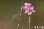 Maanwaterjuffer (Coenagrion lunulatum)