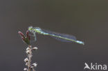 Maanwaterjuffer (Coenagrion lunulatum)