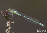 Maanwaterjuffer (Coenagrion lunulatum)