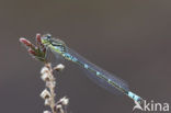 Maanwaterjuffer (Coenagrion lunulatum)