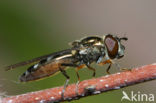 Micaplatvoetje (Platycheirus albimanus)