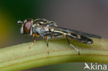 Micaplatvoetje (Platycheirus albimanus)