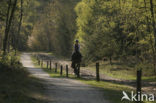 Nationaal Park Drents-Friese Wold