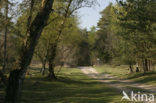 Nationaal Park Drents-Friese Wold