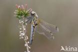 Noordse witsnuitlibel (Leucorrhinia rubicunda)