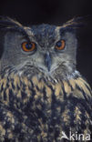 Oehoe (Bubo bubo)