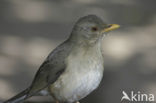 Pelioslijster (Turdus pelios)