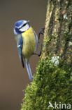 Pimpelmees (Parus caeruleus)