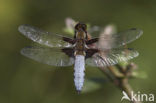 Platbuik (Libellula depressa)