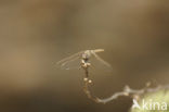 Purperlibel (Trithemis annulata)