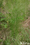 Reuzenpaardenstaart (Equisetum telmateia)