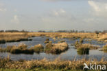 Riet (Phragmites australis)