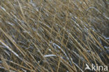 Riet (Phragmites australis)