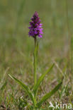 Rietorchis (Dactylorhiza praetermissa)