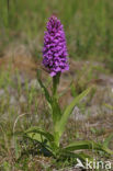 Rietorchis (Dactylorhiza praetermissa)