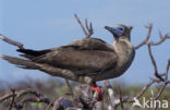 Roodpootgent spp (Sula sula websteri)