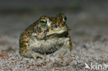 Rugstreeppad (Bufo calamita