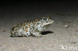 Rugstreeppad (Bufo calamita