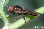 Scheefvlekplatvoetje (Platycheirus peltatus)