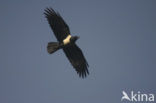 Schildkraai (Corvus albus)