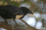 Schildkraai (Corvus albus)