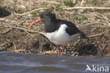 Scholekster (Haematopus ostralegus)