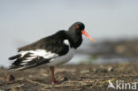 Scholekster (Haematopus ostralegus)